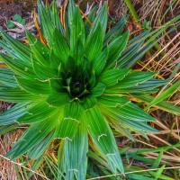 Hedyotis plantaginifolia Arn.